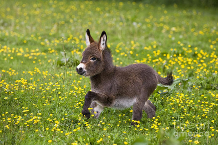 Frolicking in a field of dandelions