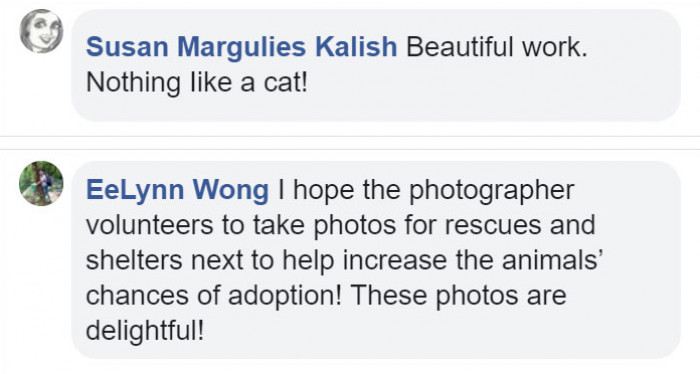 Photographer reviewing photos on a laptop, cat relaxing in the background