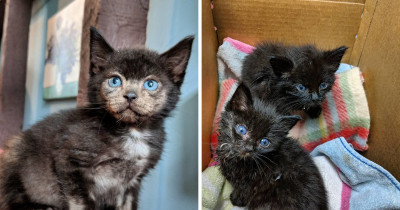 This Orphaned Kitten Was Brought Back From The Brink, and When Her Fur Started Growing Back, Everyone Was Surprised