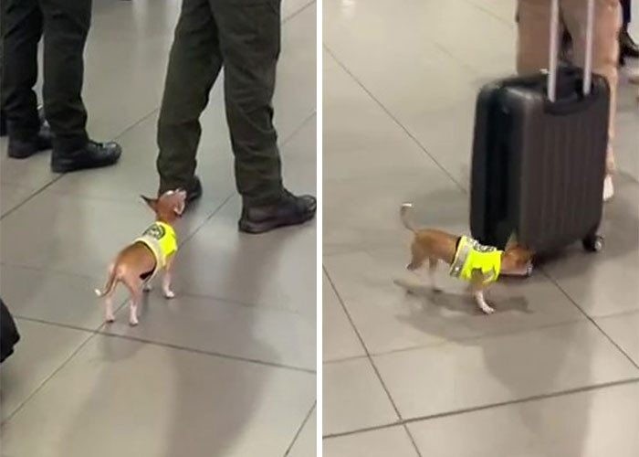 Tiny chihuahua doing a freaking good job at the airport