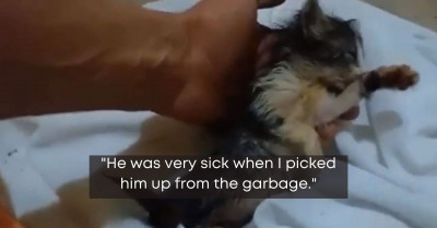 Man Finds A Sick, Stray Kitten And The Aftermath Is Truly A Happy Sight To Behold