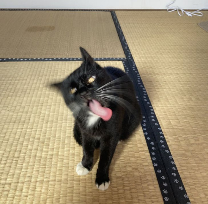 1. That mid-lick shot