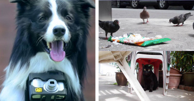 Dog Wears Camera That Gets Triggered Whenever He Gets Excited According to a Heart Rate Monitor