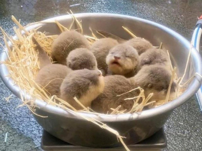 15. 'A bowl full of baby otters!'