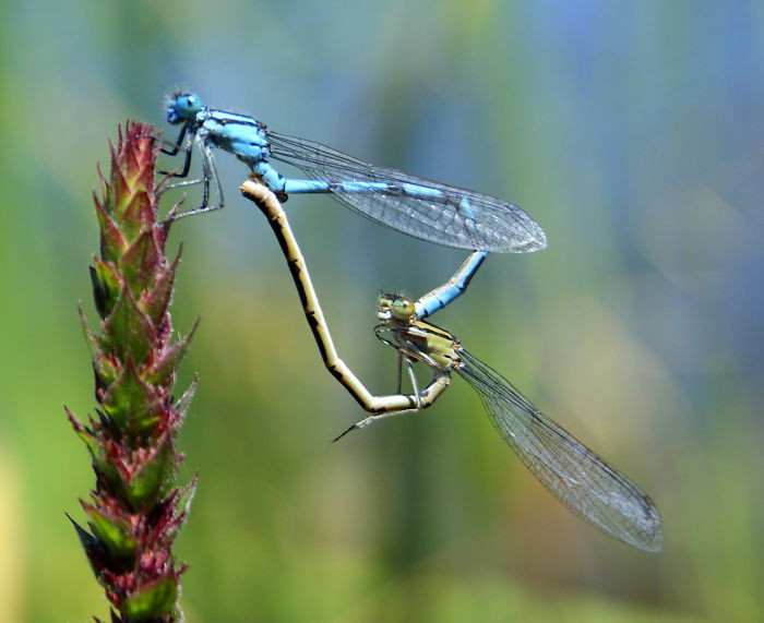 #40 Dragonflies And Damselflies Form A Heart With Their Tails When They Mate