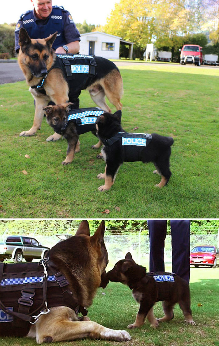 1. New Zealand's Puppy Patrol in training 