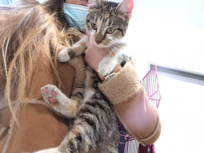 The cat won over the officer's hearts and, once they had finished their work, they officers took the friendly stray cat to the vets. 