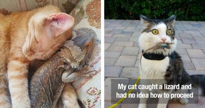 Cats And Lizards Form Unlikely Bonds And Friendships And These Photos Prove It