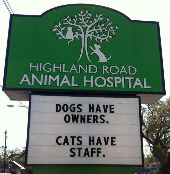 8. I, for one, welcome our cat overlords.