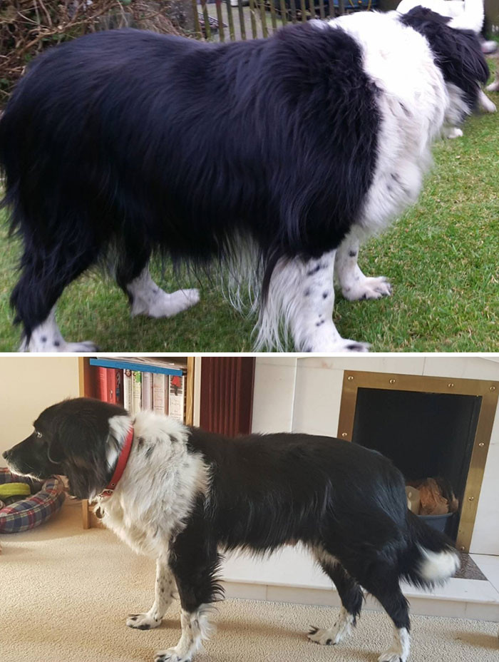 "My Dog Who Lost Half Of His Body Weight."