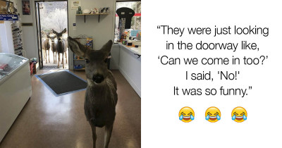 Young Deer Walks Into A Convenience Store And Then Brings Her Entire Family Too