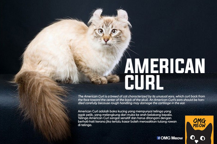 7. American Curl