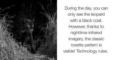 Photographer Successfully Photographs The African Black Leopard For The First Time In 100 Years