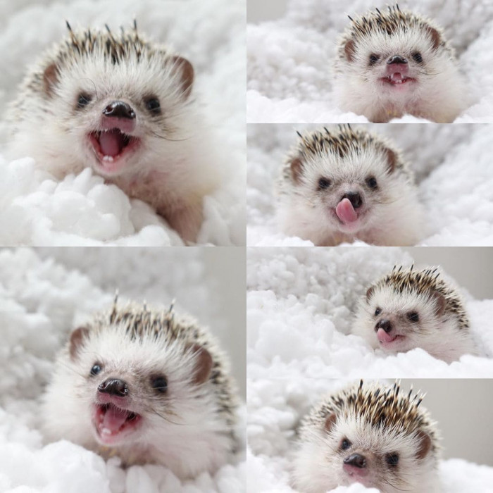 10. The cute hedgehog enjoys playing in the snow.