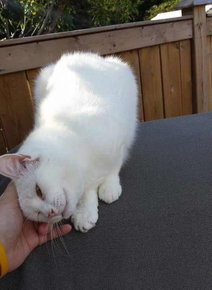 Cat eating tasty treats, sitting calmly with food in front