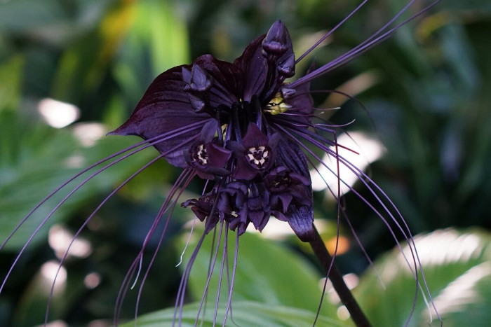 10. Bat Orchid