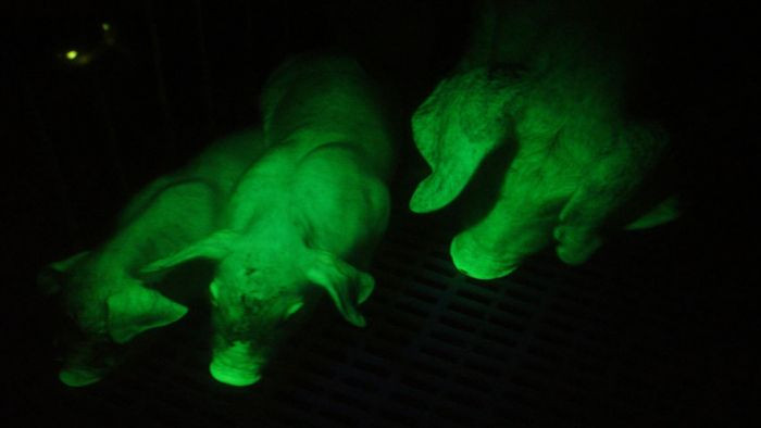 Genetically Modified pigs in a cramped cage.