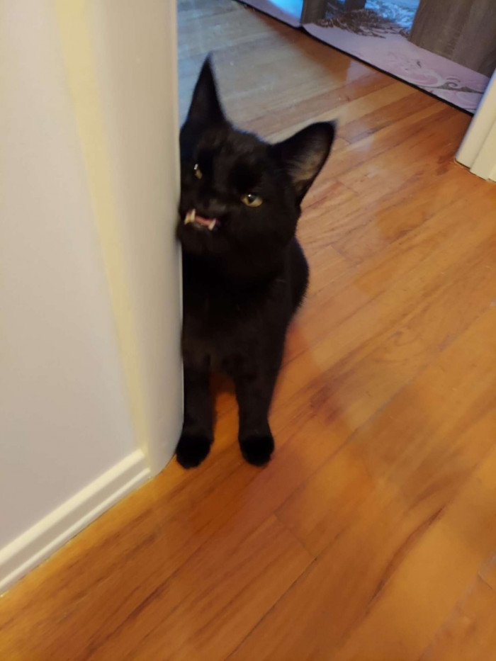 At the end of the 90-day waiting period, no one had come to adopt Onyx, so Cindy got to adopt her and bring her home.