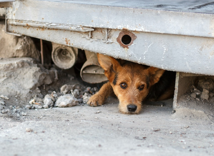 When Xiang started about three decades ago, he started tending to cats who were hit by vehicles.