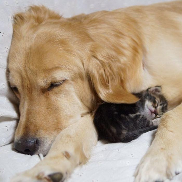 12. Golden Retriever And An Abandoned Kitty