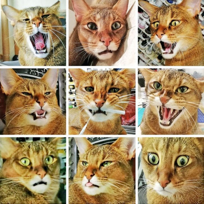 12. The expressions cats can make in a minute.
