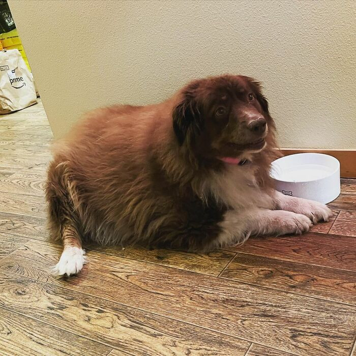 Oat Milk Latte was Ashton Hart's grandfather's dog. But when Ashton's grandfather passed away, Ashton and his husband decided to adopt Oat Milk Latte.