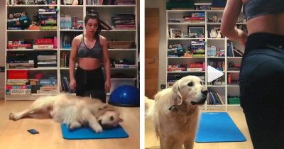 Adorable Dog Won't Let Human Practice Exercising