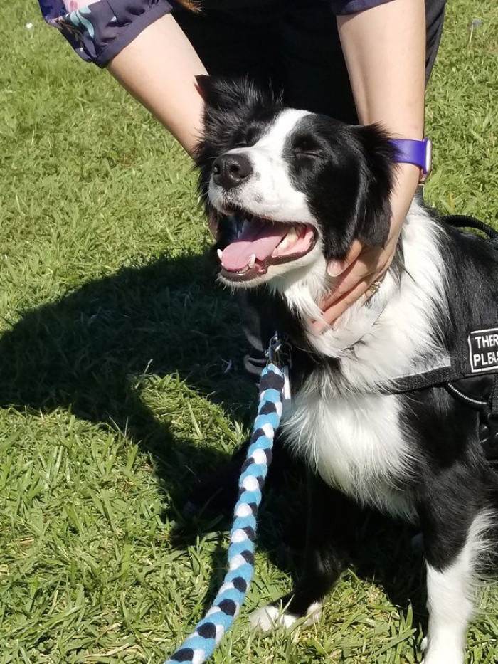 Student petting a calm therapy dog, receiving emotional support at school