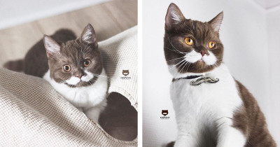 Gringo The Cat Has The Finest Moustache In The World