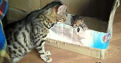 This Video Of A Mother Bengal Cat Talking To Her Kitten Will Melt Your Heart