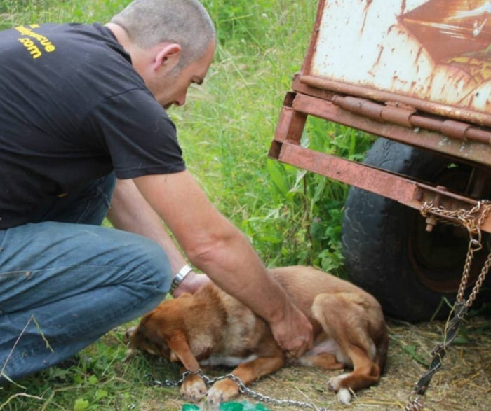 One kind woman and the Rudozem Street Dog Rescue saved him