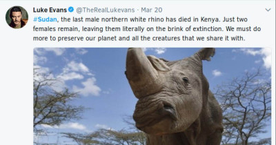 Sudan, The Last Male Northern White Rhino On Earth Has Just Died And It's Made Us All Super Depressed