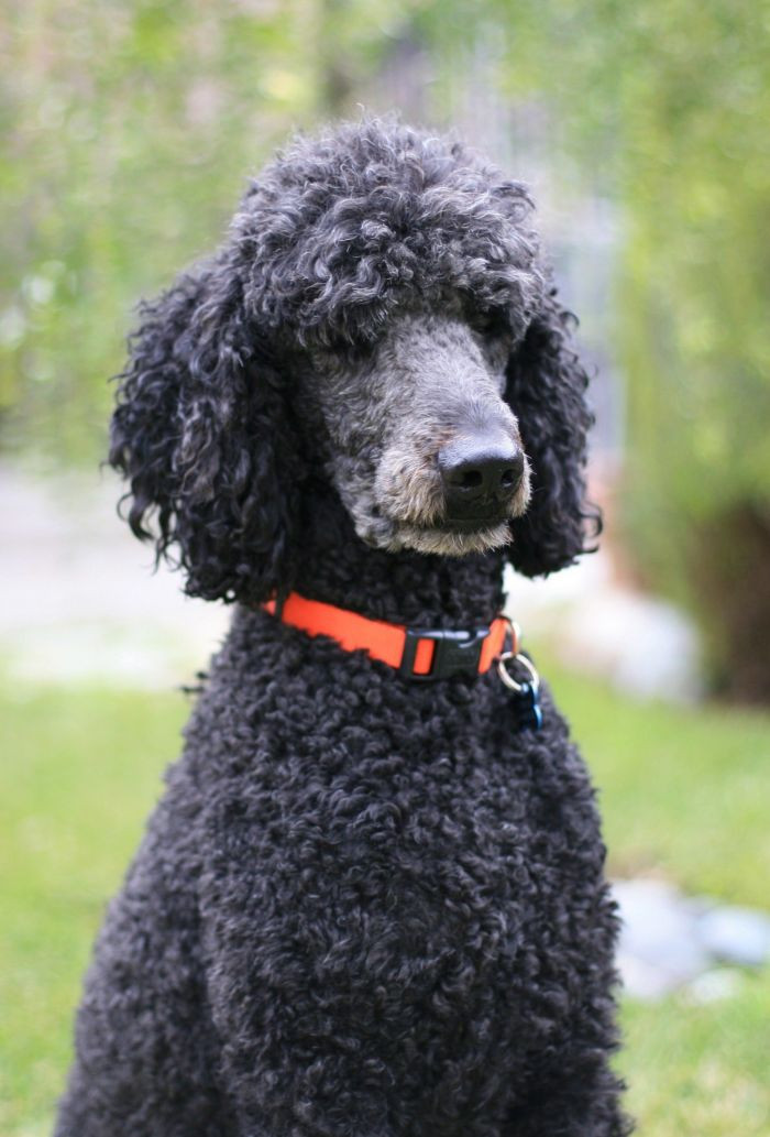 12. Standard Poodle