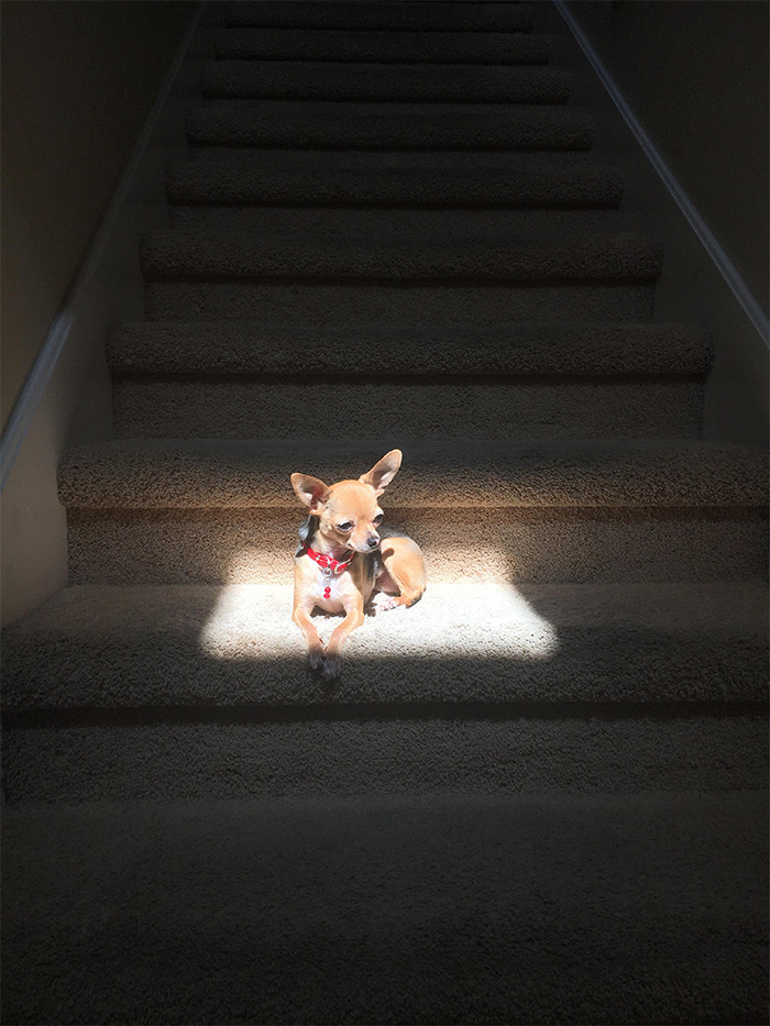 #10 My dog looks like she is glowing because she loves lying in this one spot where the sun shines straight through a tiny window