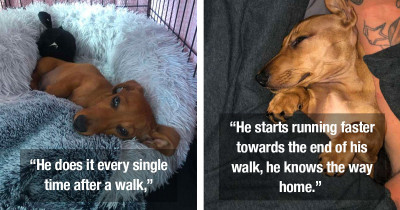 Cutest Dog Cheerfully Runs Home Just So He Can Jump Back Into Bed Again