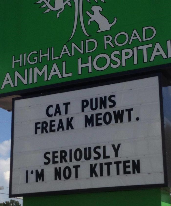 14. Surely, you've got to be kitten me.