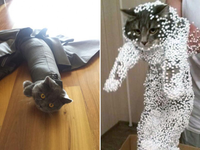 Cat near window blinds, pulling slats down while blinds remain stuck