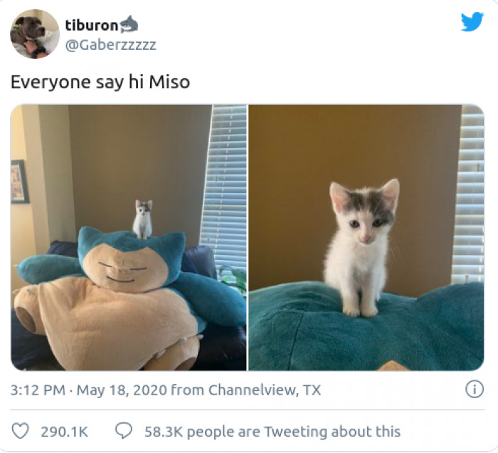 2. The only thing cuter than a kitten is a kitten atop a Snorlax.