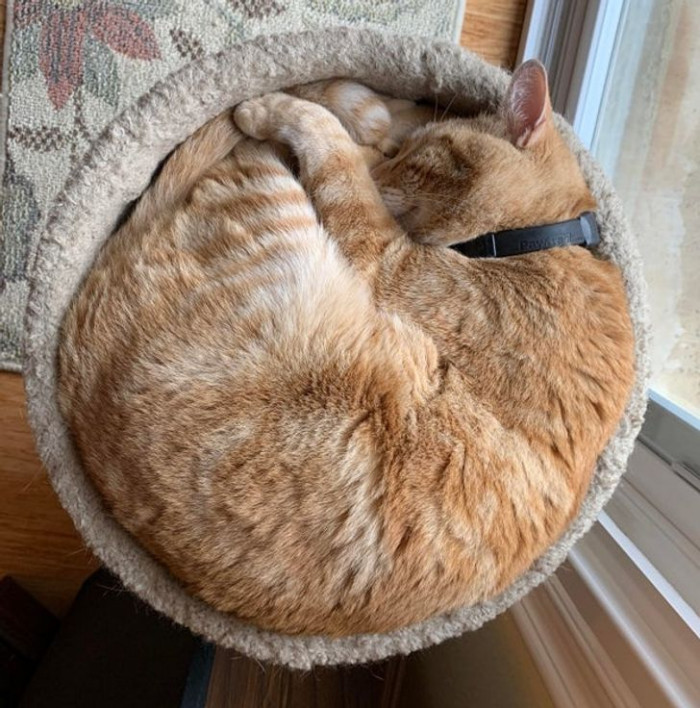 12. “A perfect cat performs a perfect circle…”