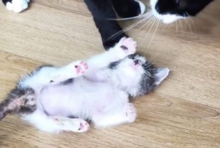 Couple bending down to check kitten, one person reaching out gently.