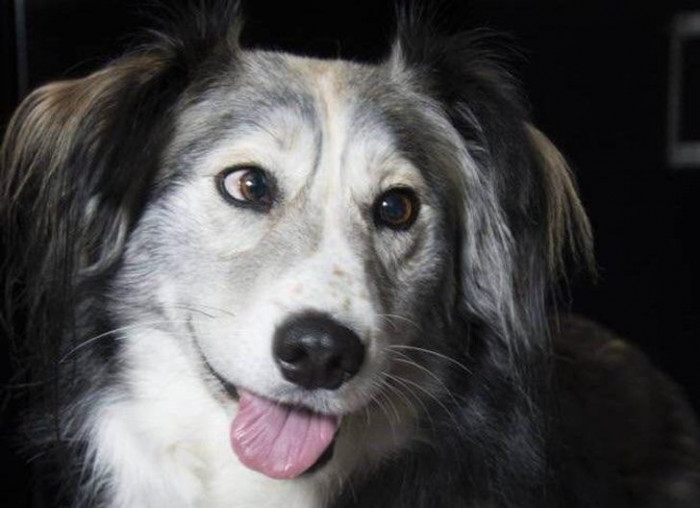 7. Meet Dennis, the cross-eyed gentleman.