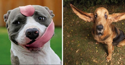 10+ Of The Funniest Dogs You'll See Today