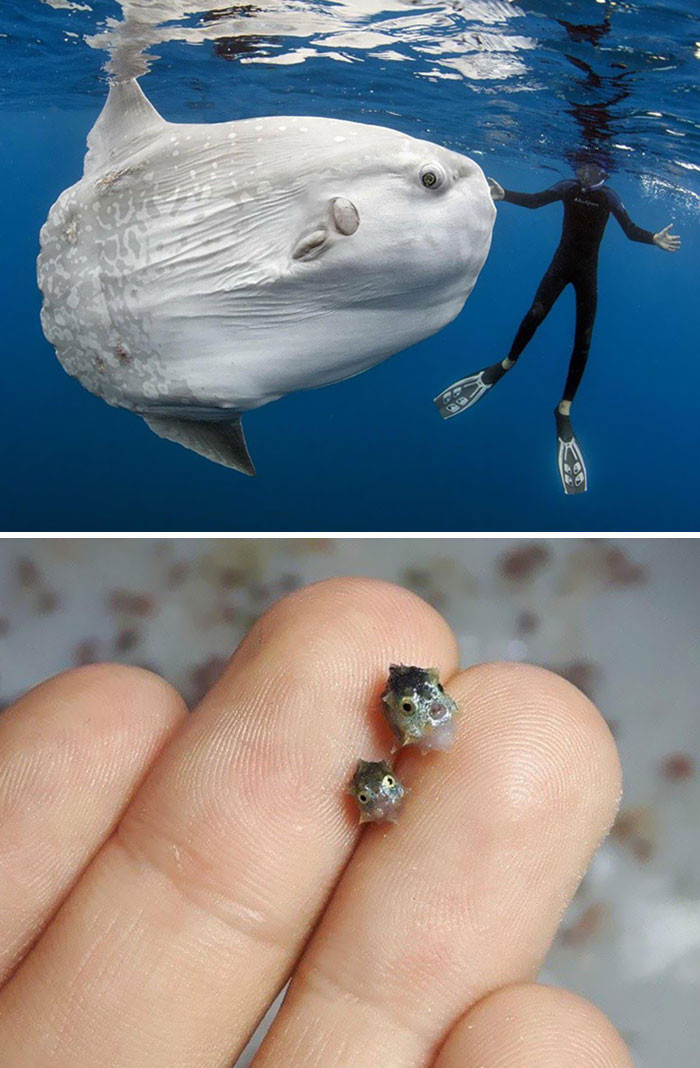 Ocean Sunfish Adult Vs Ocean Sunfish Baby