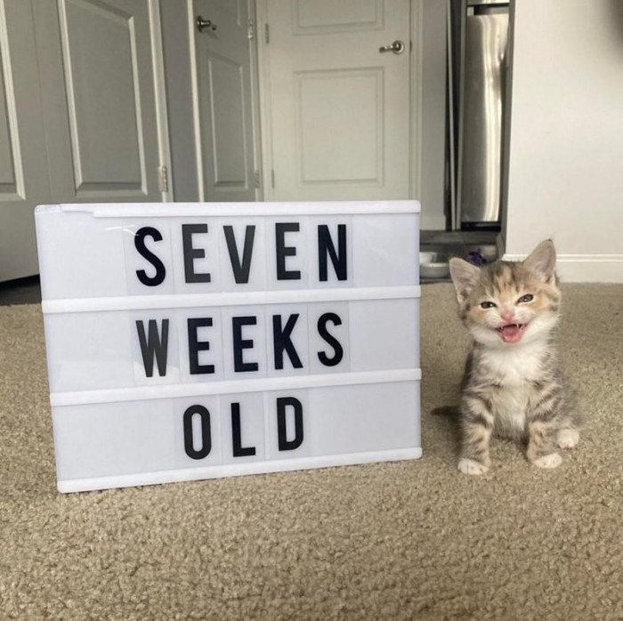 11. "This little ball of fur is only seven weeks old!"