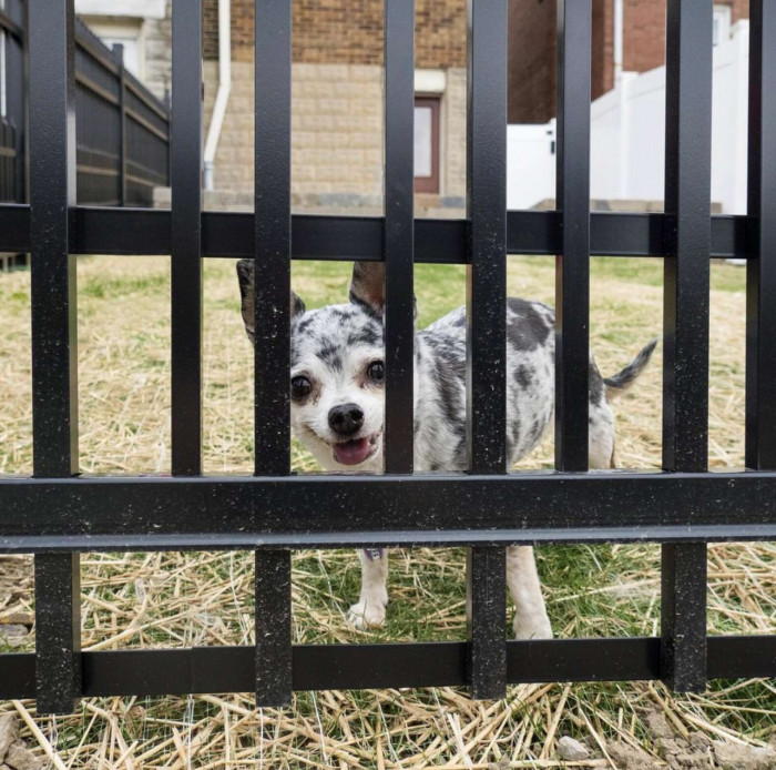 Woman Uses An Interesting Method To Stop Her Dog From Squeezing Through