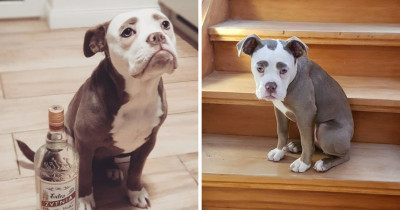 This Puppy Always Looks So Sad and Adorable Due to Her Big Eyebrows