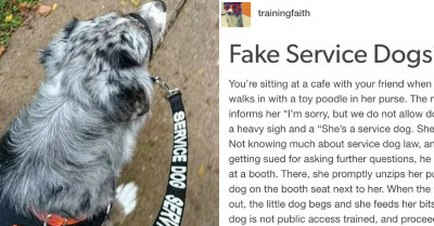 People Are Using Fake Service Dogs For Their Own Benefit And It's Causing Problems
