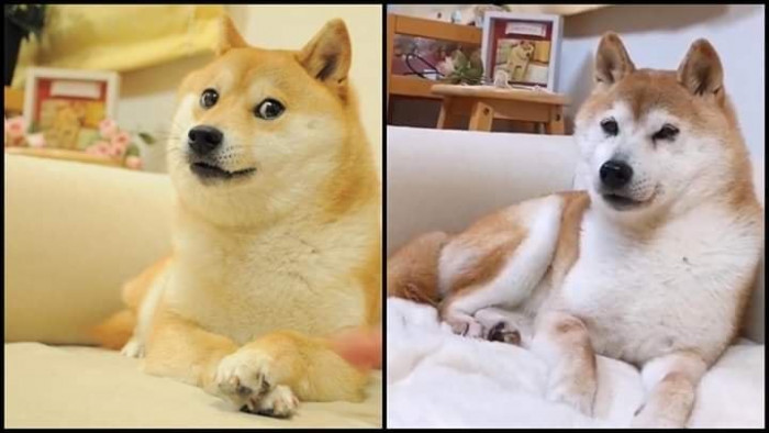 1. “This is Kabosu, she’s 15 years old and was the original face of the doge meme in 2013”