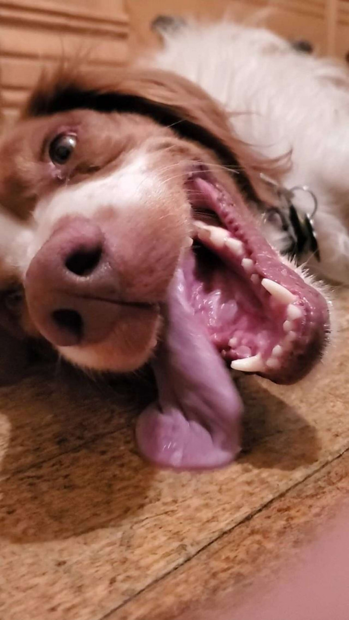 Dexter in a playful mood