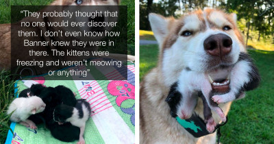 Female Husky Saved Seven Stray Kittens From The Woods And Now She Takes Care Of Them As Their Mother Would
